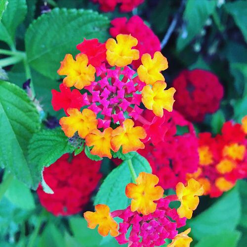 Types of Lantanas 3