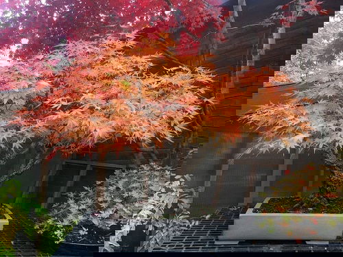 How to Grow a Japanese Maple Tree in a Pot 12