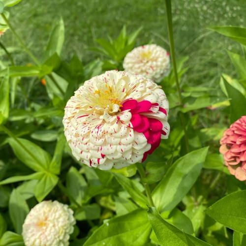 Best Types of Zinnia Varieties 10