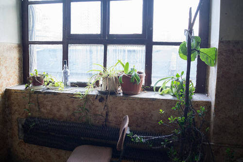 Windowsill Decor Ideas with Plants 12