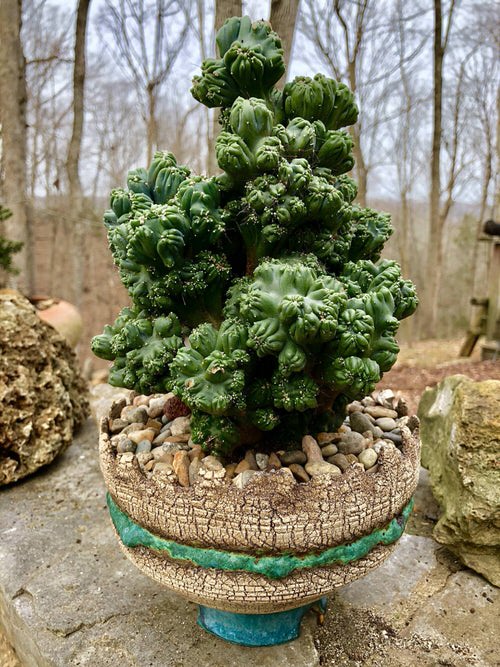 Succulents with Unique Shapes and Patterns 7