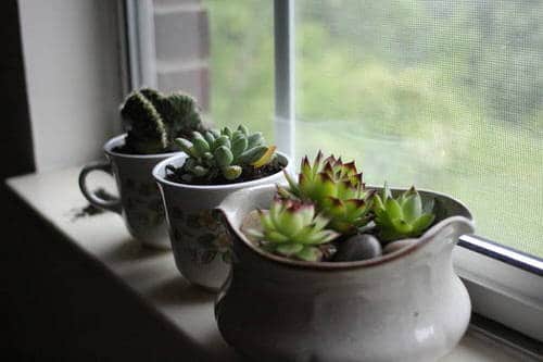 Windowsill Decor Ideas with Plants 13