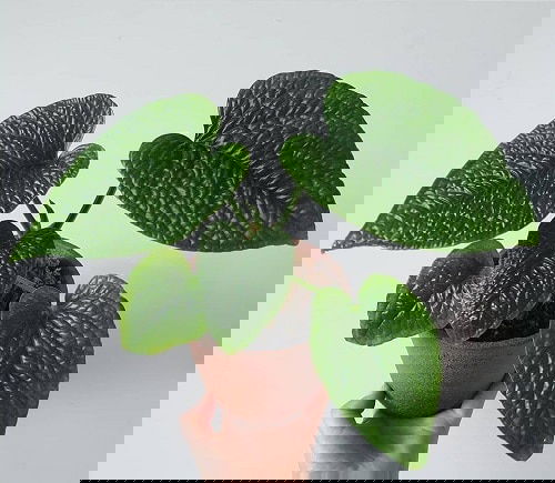 Fanciest Anthuriums 14