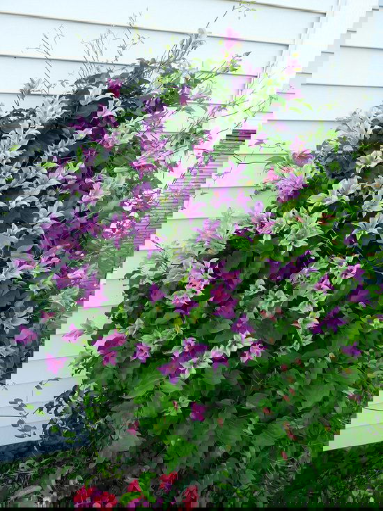 Types of Clematis 10