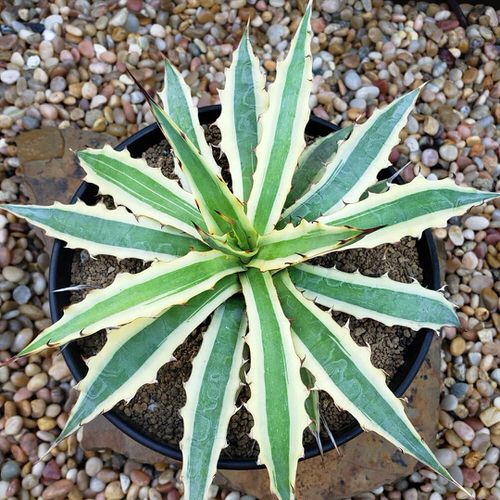 Most Beautiful Indoor Agave Varieties 6