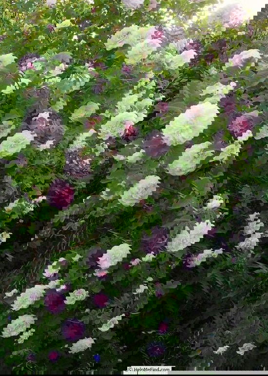 Best Thornless Roses 22