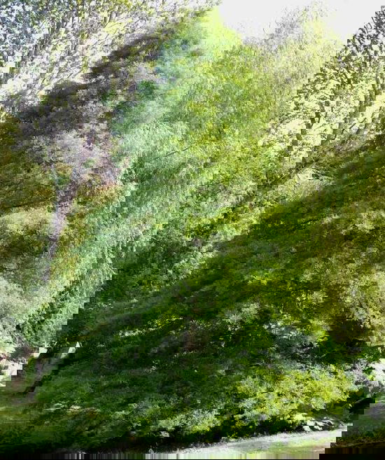 Best Trees to Plant in Georgia