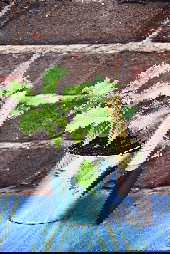 Green Leafy Vegetables 3