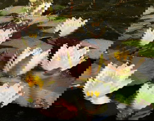 Miniature Water Lily Varieties 4