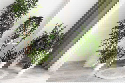 Plant Stand Design Ideas for Indoor Houseplants 4