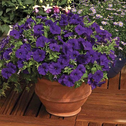 Types of Petunias 6