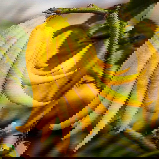 Different Types of Lemons with Pictures 2