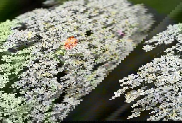 ladybug on Queen Anne's Lace