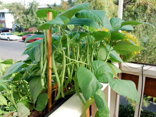 Edible Balcony Gardens 3