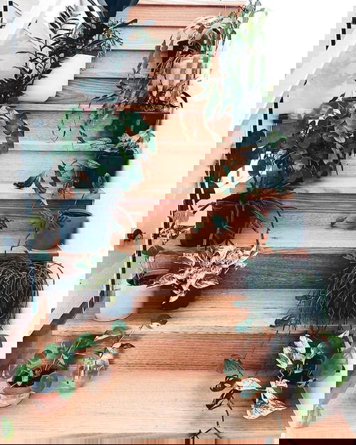 Indoor Garden on the Staircase 3