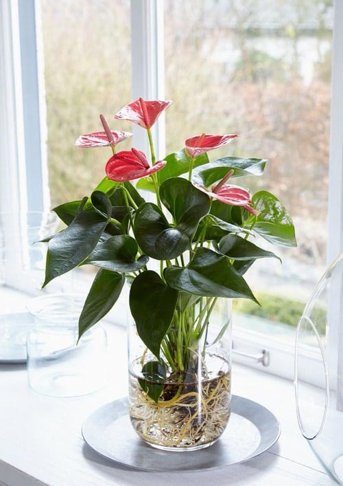 Indoor Plants in Glass Jars Ideas 3