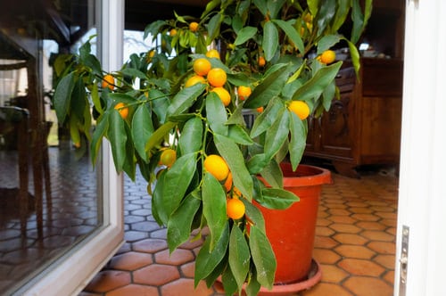 Fruit Plants That Bear Fruit Fast 2