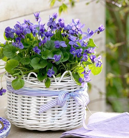 Ornamental Plants for Shade 11