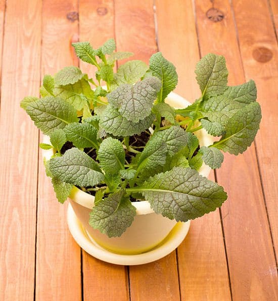 Asian Vegetables to Grow 10