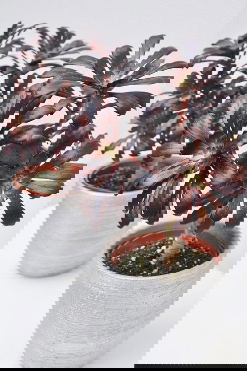 Best Aeonium Types 4