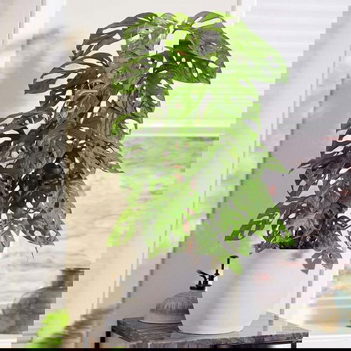 Best Indoor Plants for East Facing Windows 2