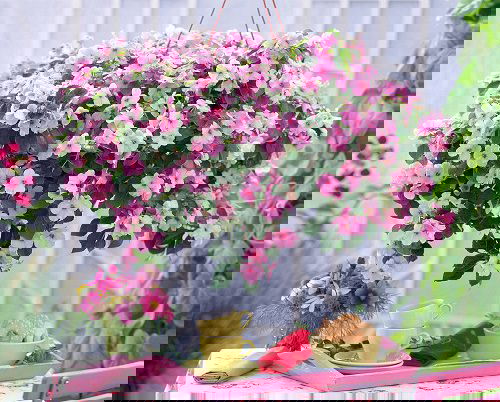 Best Hanging Basket Flowers 3