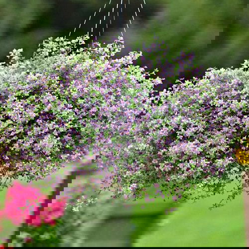 Best Hanging Basket Flowers 4