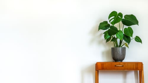 Best Insta Worthy Photos of House Plants 24