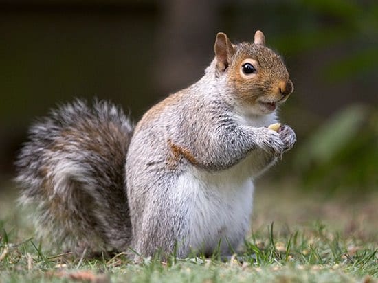 Clever Ways To Use Spices In The Garden 6