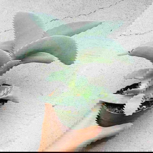 Best Blue Succulents 10