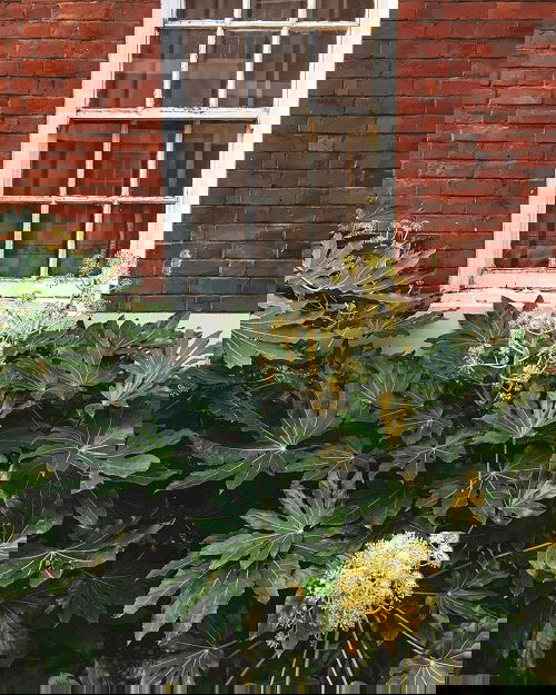 Big Leaf Outdoor Plants 15