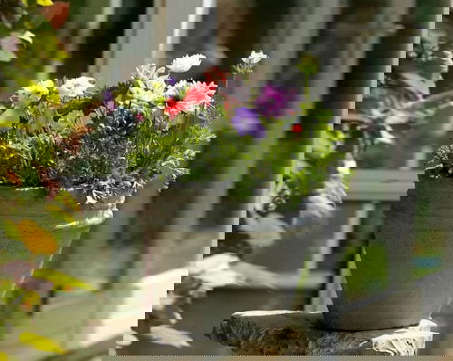 Flowers that Look Like Roses 2