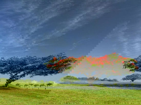 Dwarf Ornamental Trees 18