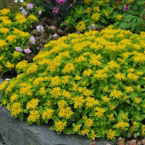 Types of Sedum Varieties 36