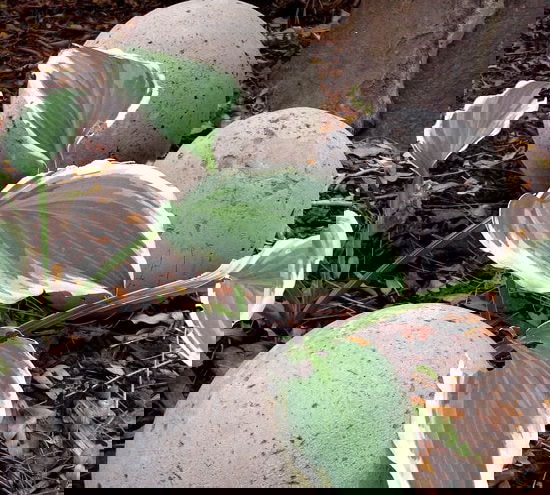 DIY Cement Garden Ideas to make best use of space