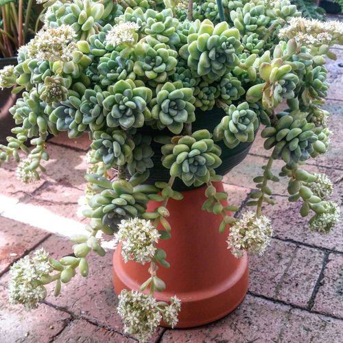 Types of Sedum Varieties 31
