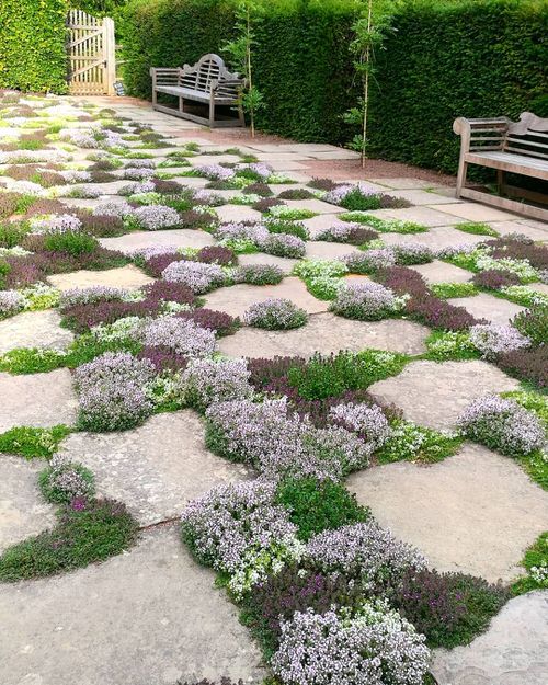 Best Edible Ground Cover Plants 3