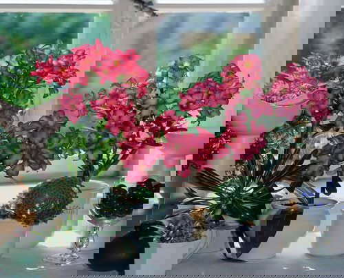 Pictures of the Best Small Houseplants 62