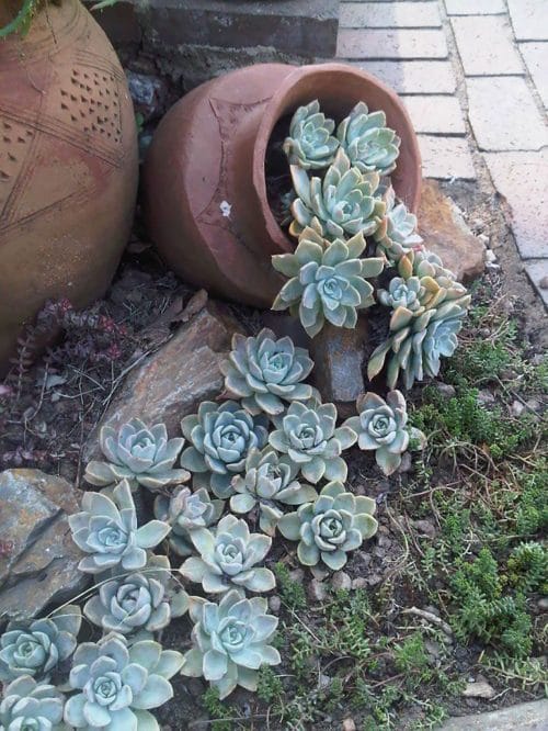 Succulent Porch Garden Ideas 2