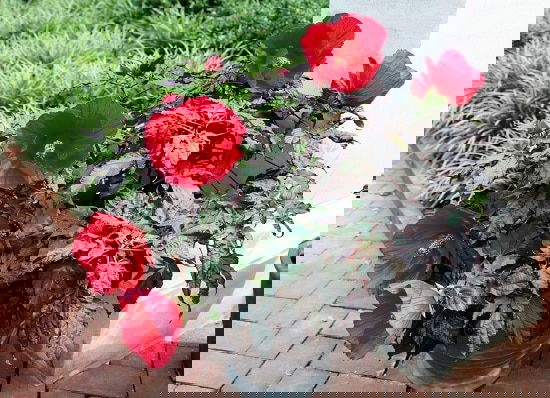 Red Plants in Florida