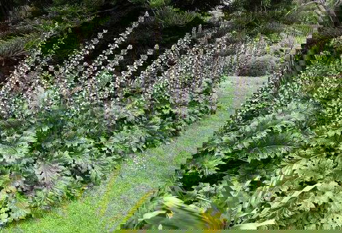 Big Leaf Outdoor Plants 8