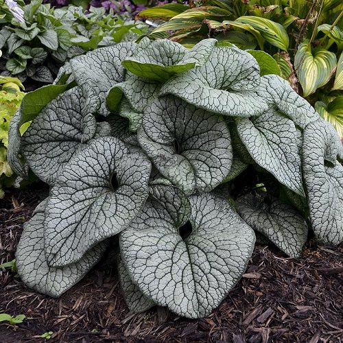 Big Leaf Outdoor Plants 6