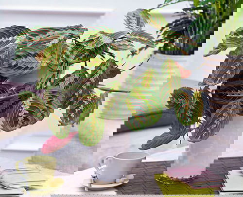 Indoor Plants you can Grow from Cuttings 4