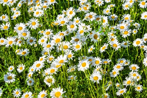 Beneficial Weeds in a Garden 3