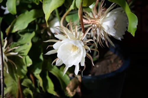 Best Flowering Cactus Plants 17