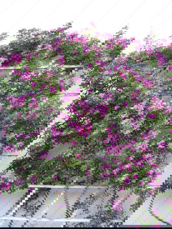 Best Thornless Roses 6