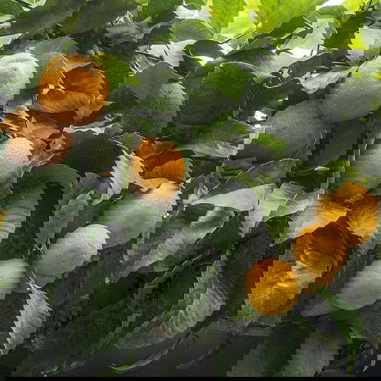 Different Types of Lemons with Pictures 56