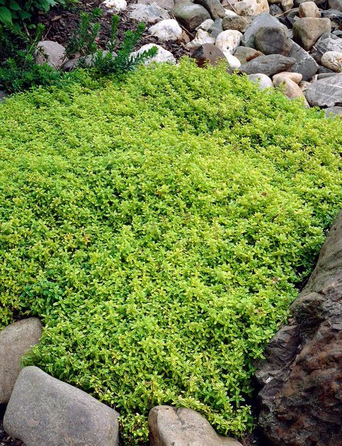 Best Edible Ground Cover Plants 8