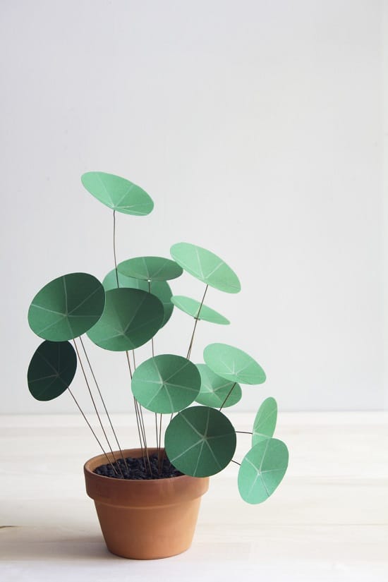 Chinese Money Plant