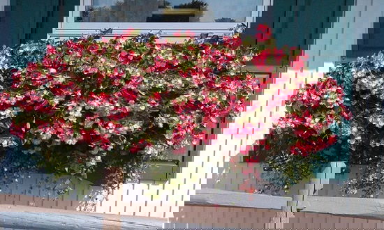 the best Cascading Flowers for Window Boxes